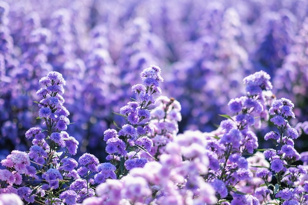 美しい紫色のマーガレットの花畑のクローズアップ画像