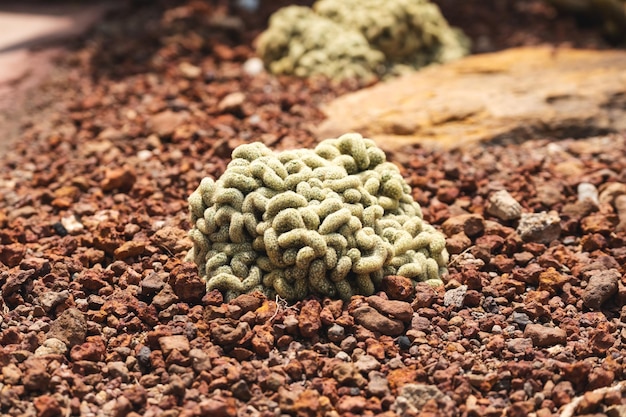 식물원에 있는 뇌 선인장 또는 Mammillaria Elongata Cristata의 근접 촬영 이미지
