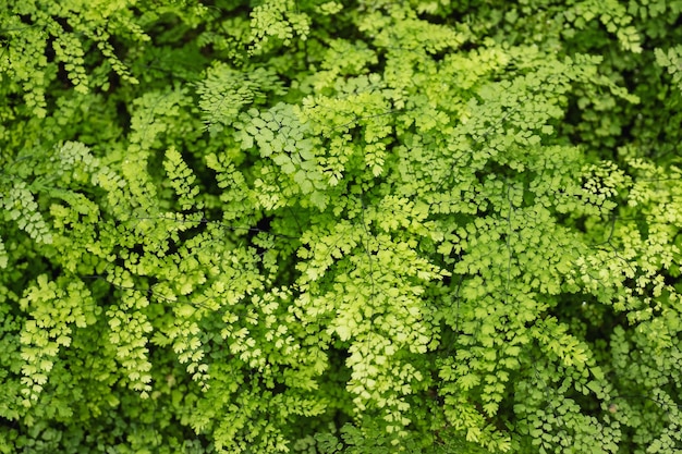 Closeup image of Brittle maidenhair fern or Adiantum tenerum in the garden