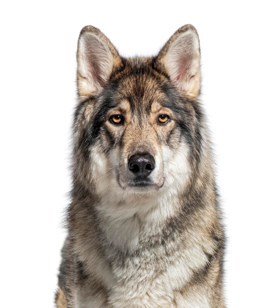 Closeup image of a captivating gray wolf with a piercing gaze isolated on white