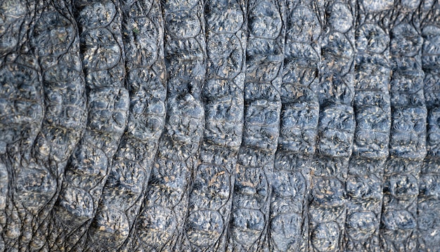 Closeup image of crocodile skin texture background