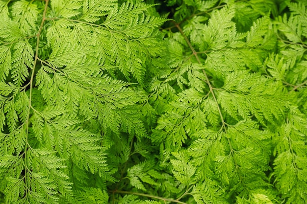Closeup image of Davallia fejeensis or Rabbit's Foot fern in the garden
