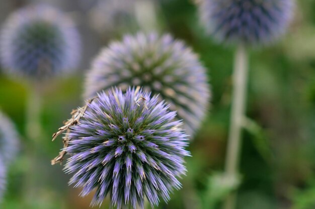 Photo a closeup image of a globe thistle purple round thorny flowers against the blurry nature background