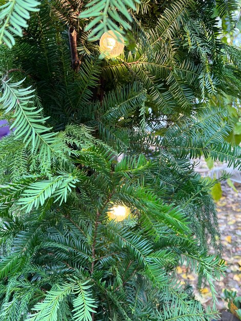 A closeup image of a green branch coniferous tree