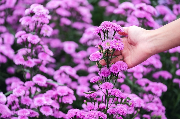 フィールドで美しいマーガレットの花に触れる手のクローズアップ画像