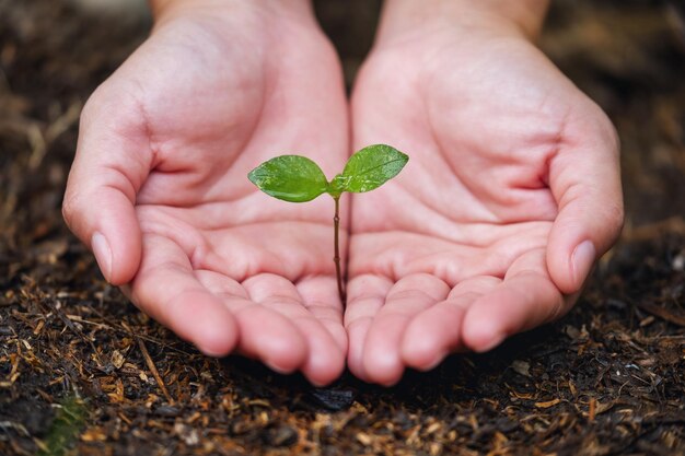 Closeup image of hands holding and planting a small tree on the ground