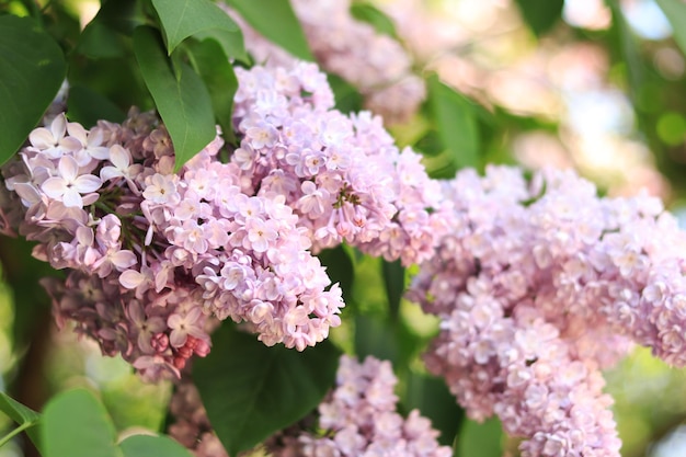 Closeup image of lilac flowers in sun light Blurred image with soft focus Natural background