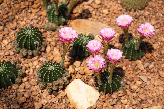 식물원에 분홍색 꽃이 있는 로비비아 아라크나칸타 선인장의 근접 촬영 이미지