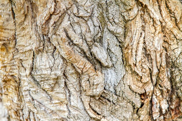 Closeup image of an old tree bark texture