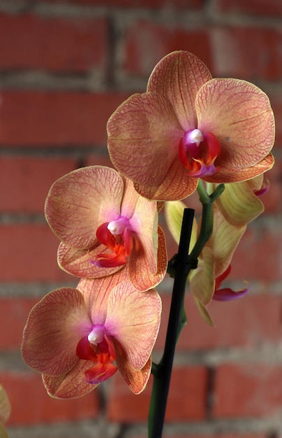 Closeup image of orchid flowers