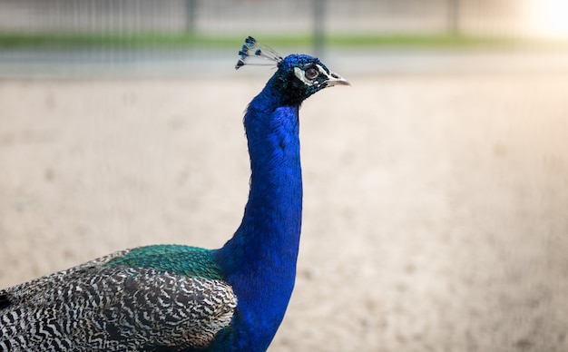 Closeup image of peacock head with blue plumage