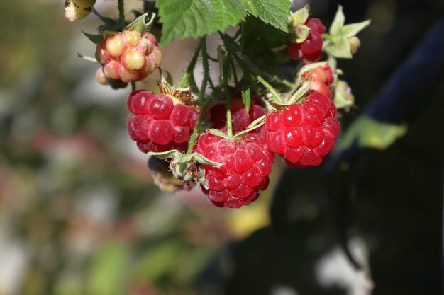 Closeup image of a raspberry on a bush