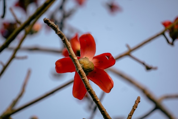 Closeup image of Red Shimul flower This tree is commonly known as Letpan It is widely planted in parks and on roadsides there because of its beautiful red flowers which bloom in MarchApril