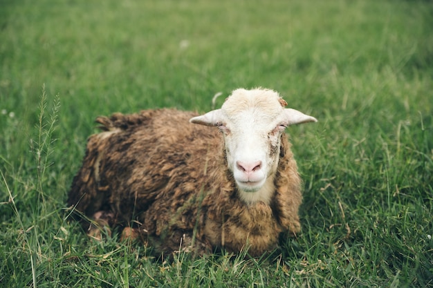 Closeup image of sheep in green grass field at countryside farm