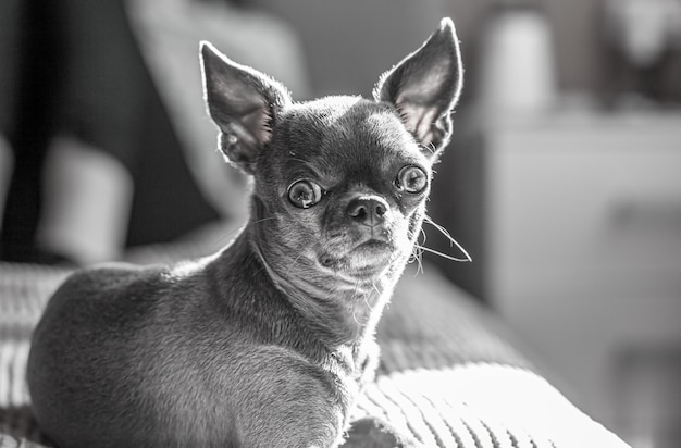 A closeup image shows a cute chihuahua puppy of a domestic mammal