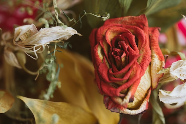 Closeup image of Valentine Day dry rose Studio shot