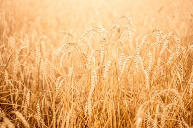 Immagine del primo piano del campo di grano in autunno