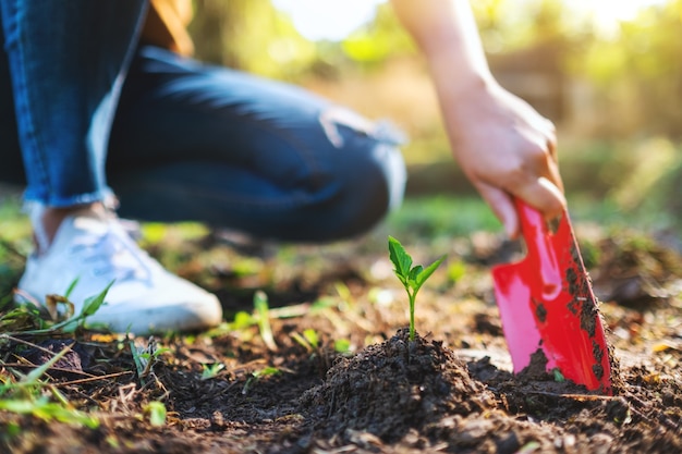 Closeup image of a woman using shovel to plant a small tree in the garden