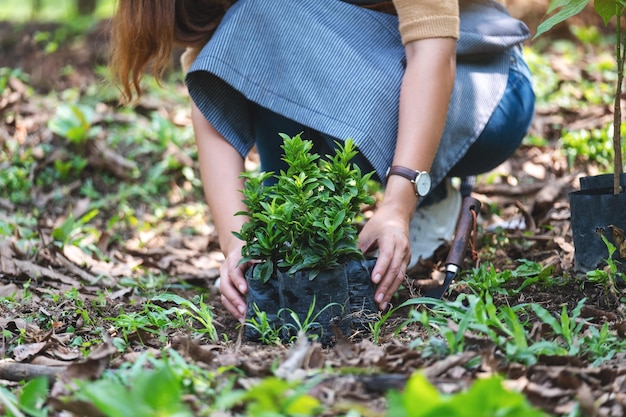 庭に木を植える準備をしている若いアジアの女性のクローズアップ画像