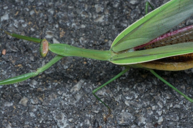 Closeup images of mantis religiosa insect