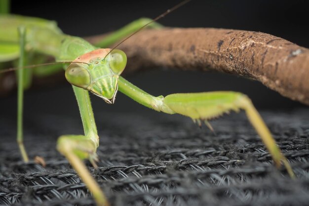 closeup images of mantis religiosa insect