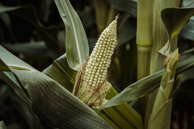 Photo closeup of immature green ear of corn growing among green long leaves in summer field against blurred background