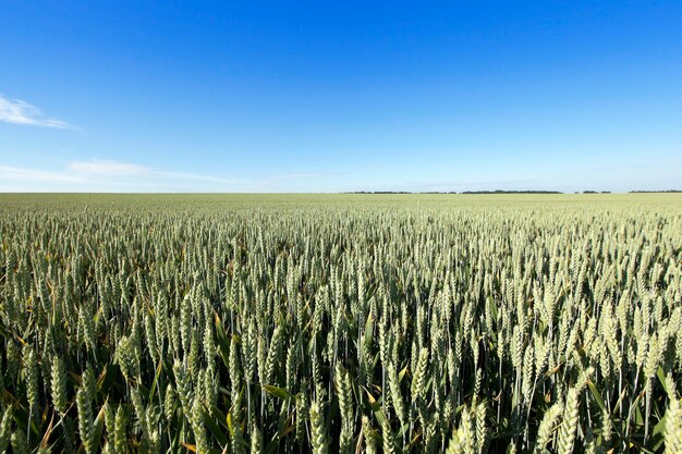 closeup immature green wheat ears