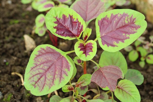 Closeup of immature red spinach or red amaranth plants growing in the sunlight