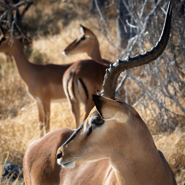 Closeup of an impala male in profile with long horns