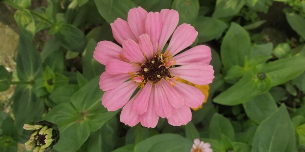 Photo a closeup of the indian garden flower