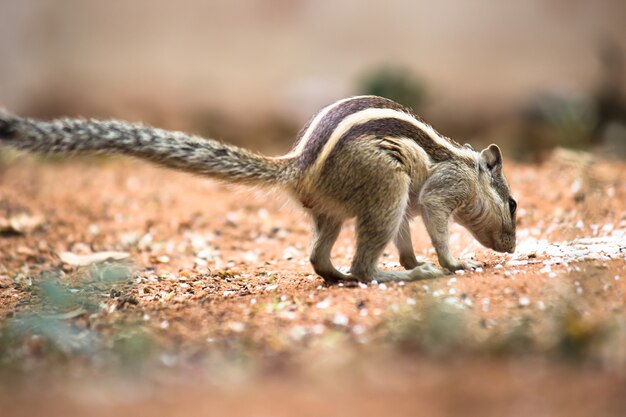 インドのパームリスまたは齧歯動物のクローズアップ、または岩の上に座っているシマリスとしても知られています