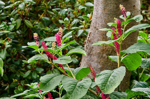 Closeup of Indian poke plants growing against a tree in a quiet relaxing forest Zoom in on Pokeweeds sprouting in a field or park Details texture and pattern of green lush leaves in a jungle