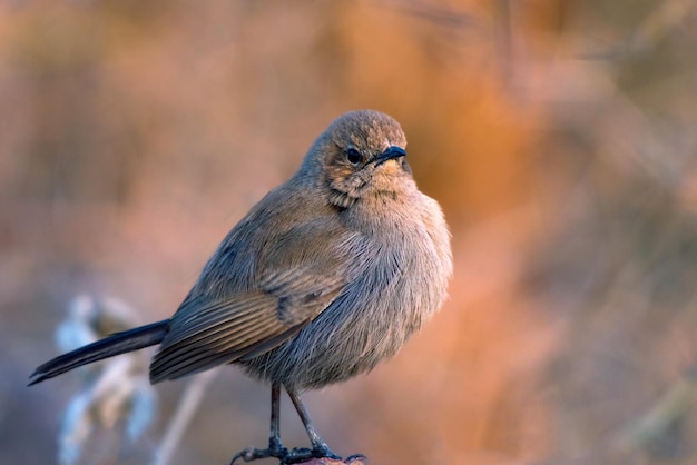 インド・ロビン (Indian robin) はマシカピデー科の鳥の一種である