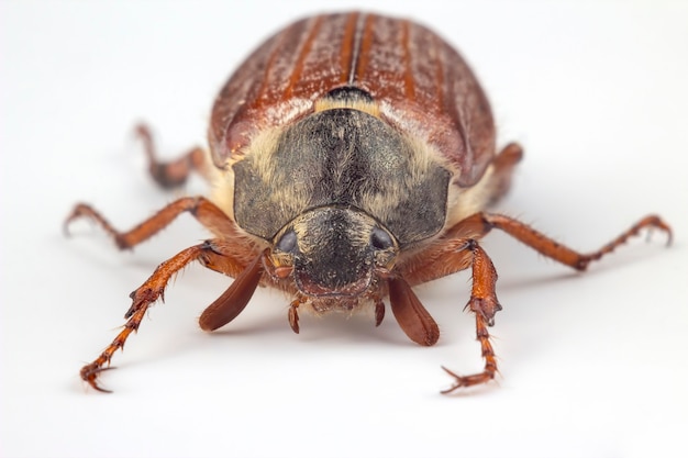 Photo closeup insect cockchafer on a white