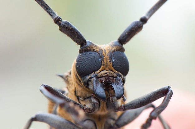 Closeup insect eye