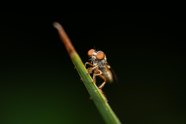 背景がぼやけている葉の上の昆虫のクローズアップ