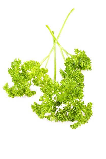 Closeup isolated parsley