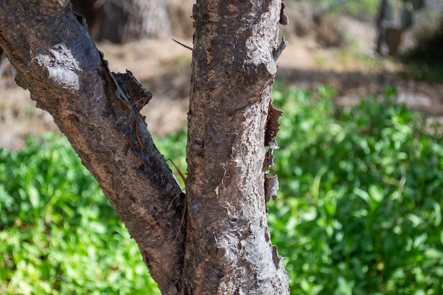 Closeup isolated wood texture tree trunk