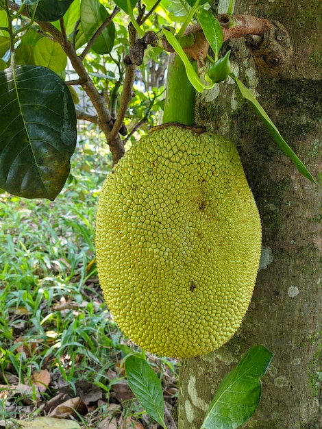 Closeup of jackfruit on the tree