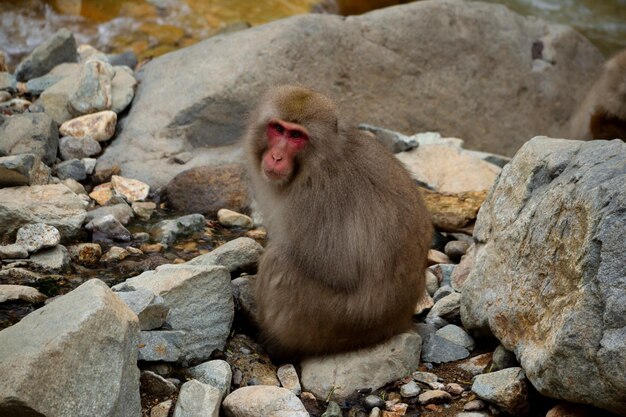 Photo closeup of a japanese macaque during the winter season jigokudani