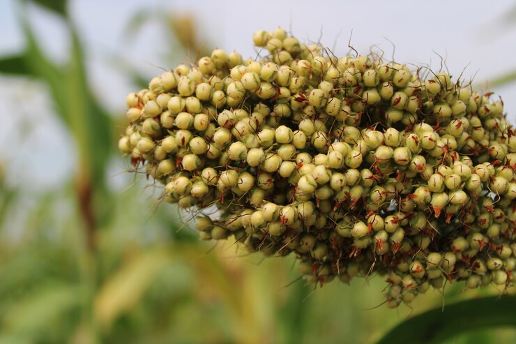 Крупный план урожая сорго зерна Jowar