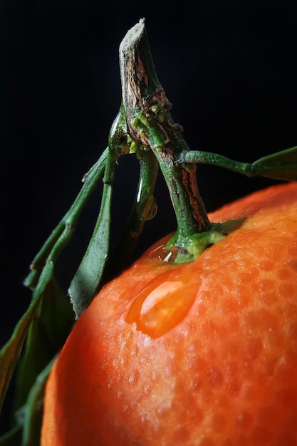 Closeup juicy fresh tangerine with green leaves and drop of water on the peel on black background