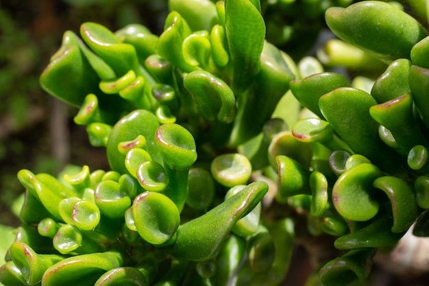 Closeup of a juicy plant on a sunny day