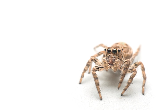 closeup of jumping spider on white background