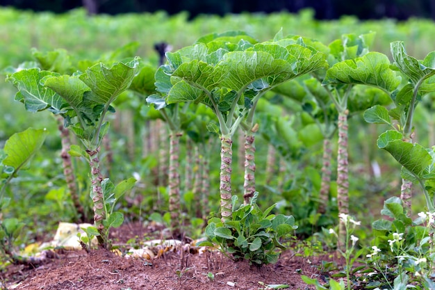 Closeup of kale bed, in plantation