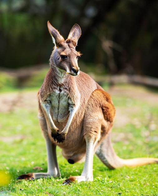 自然の中でカンガルーをクローズ アップ