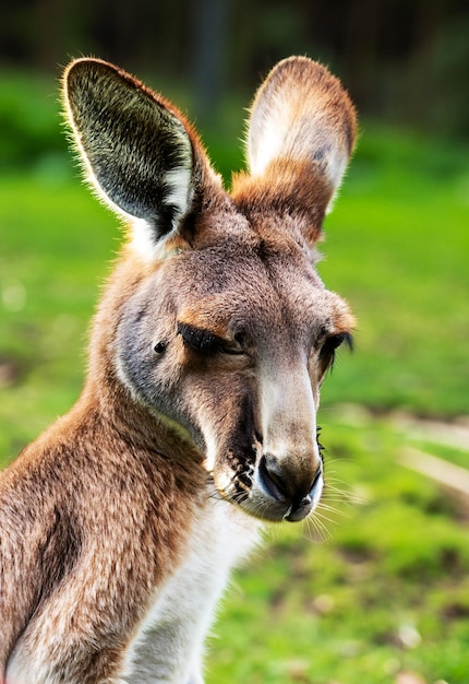 Photo closeup kangaroo in the nature