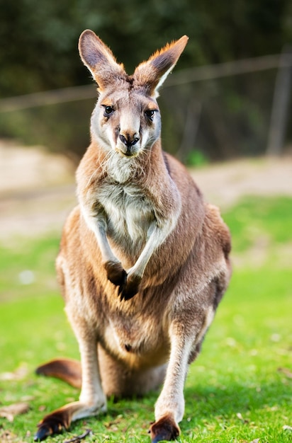 Photo closeup kangaroo in the nature