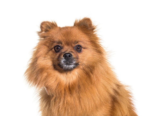 Primo piano del cane pomeranian dello spitz di keeshond isolato su bianco