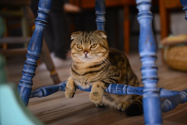 Closeup kleine kat op de vloer in dieren café